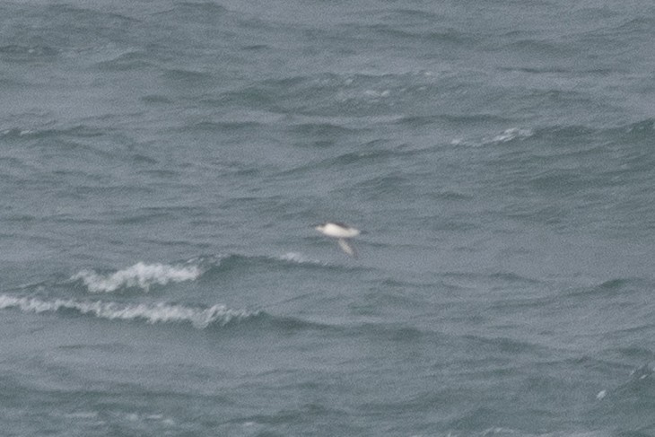 Uria/Alca sp. - ML646134653