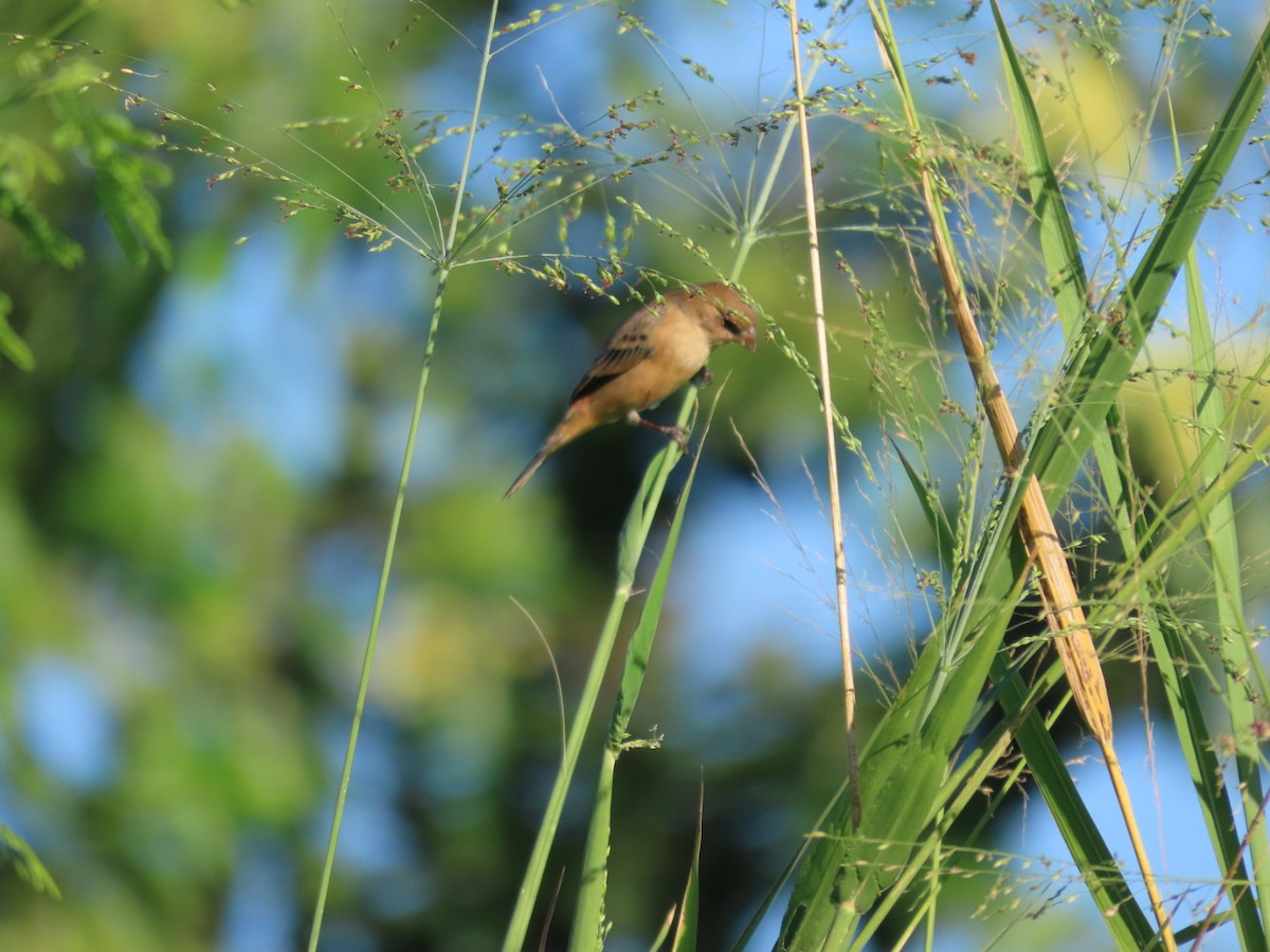 Morelet's Seedeater - ML646134654