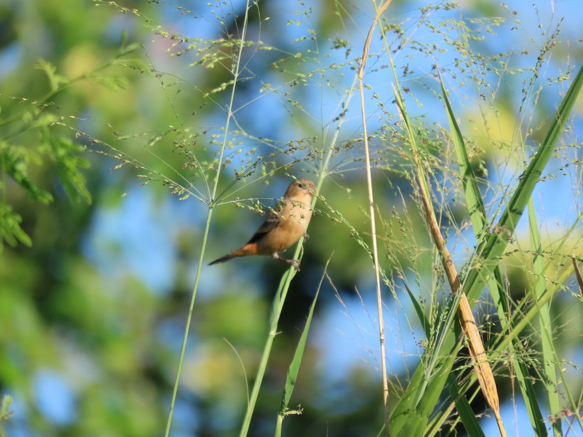 Morelet's Seedeater - ML646134655