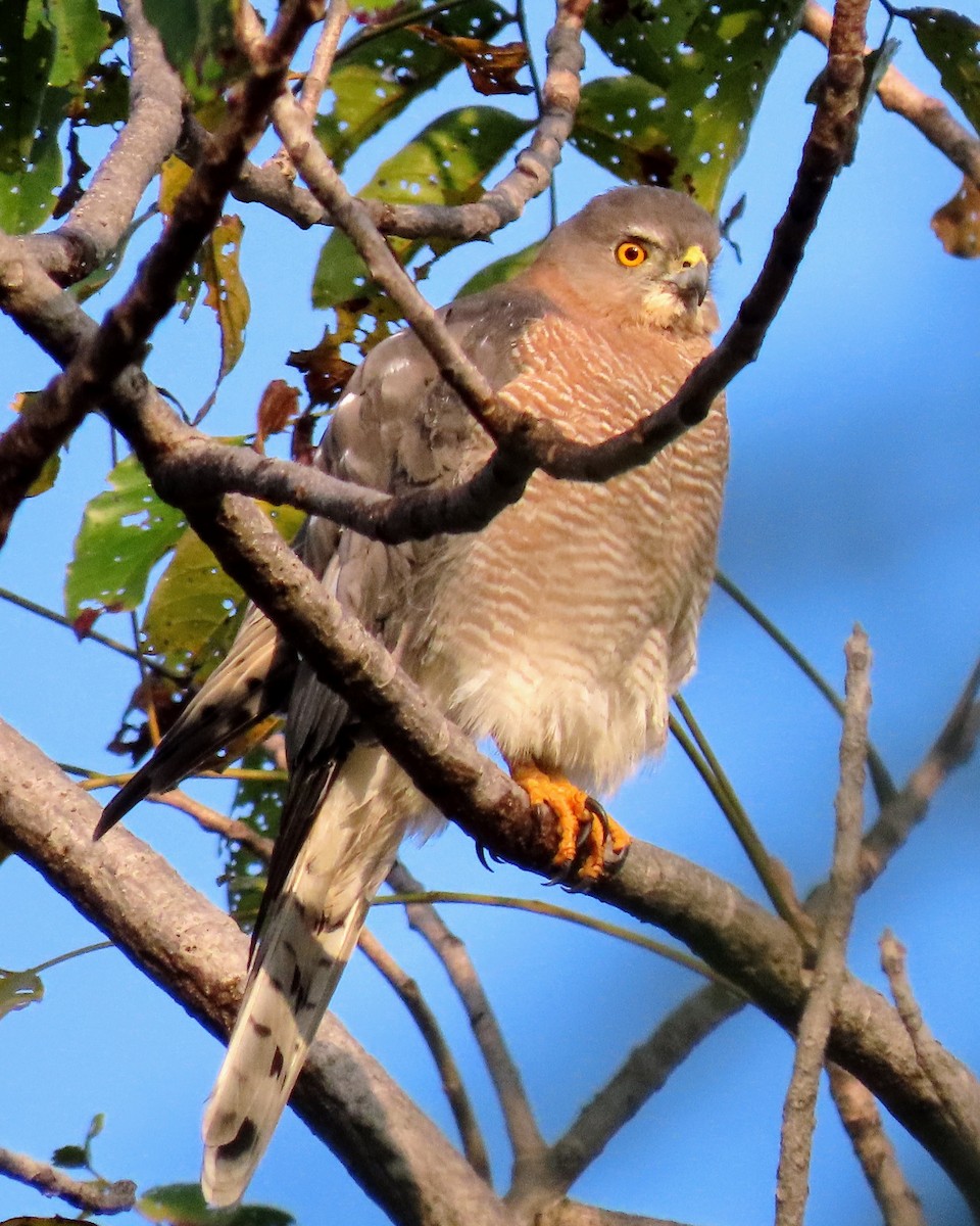 krahujec šikra - ML646134656