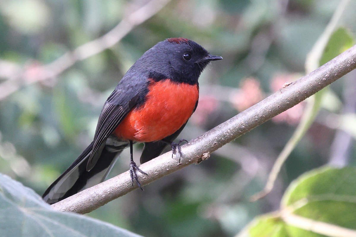 Slate-throated Redstart - ML646134658