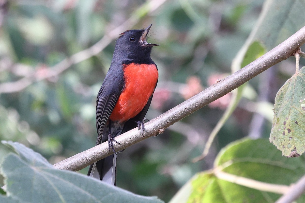 Slate-throated Redstart - ML646134659