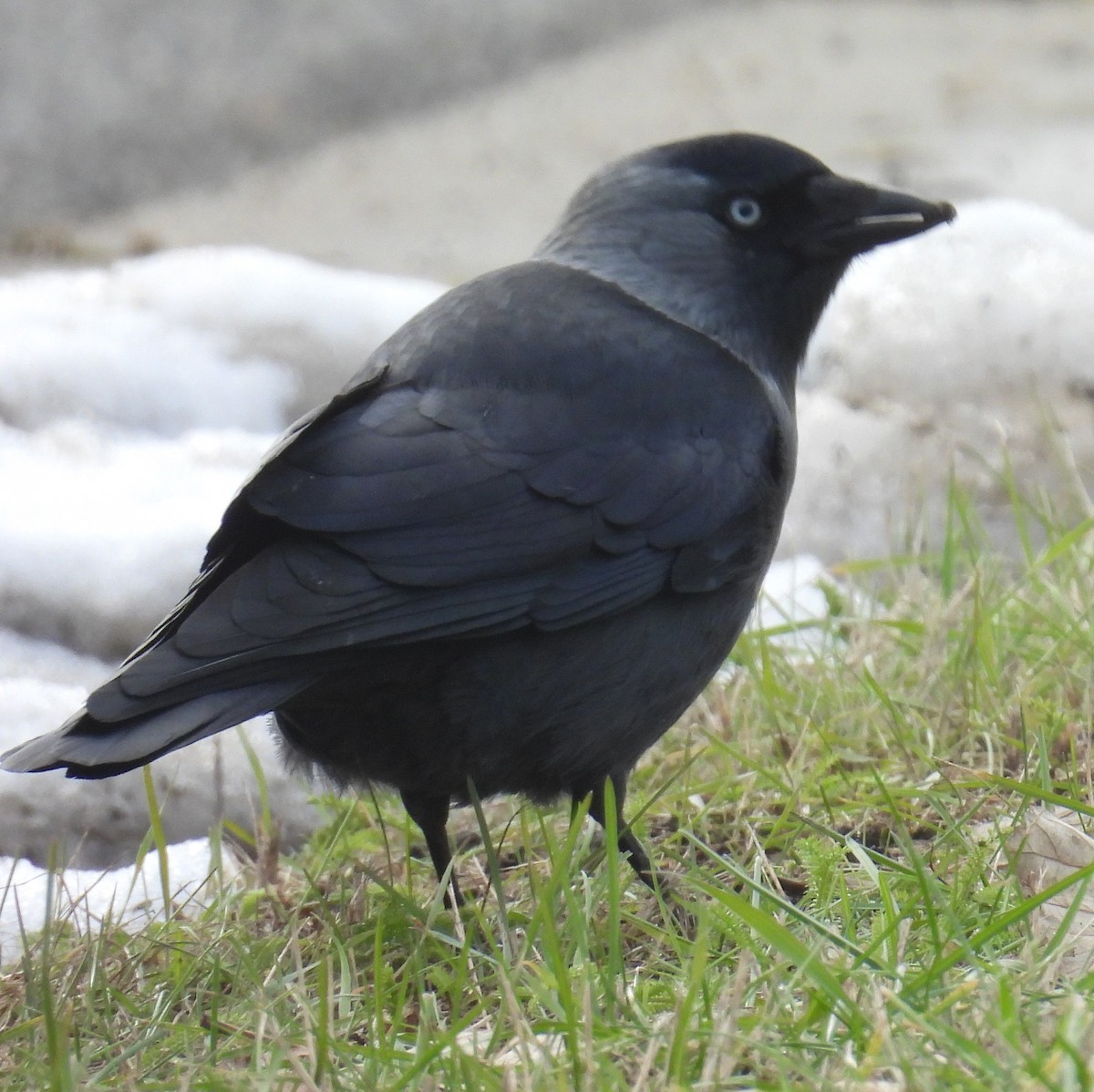 kavka obecná - ML646134660