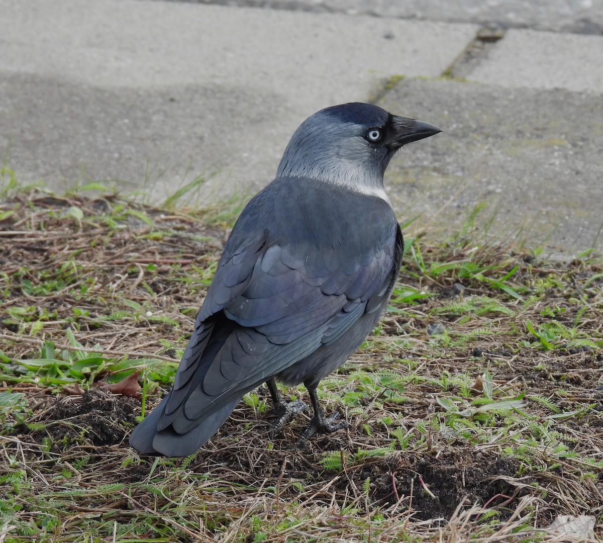 kavka obecná - ML646134661