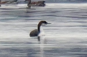 Arctic Loon - ML646134662
