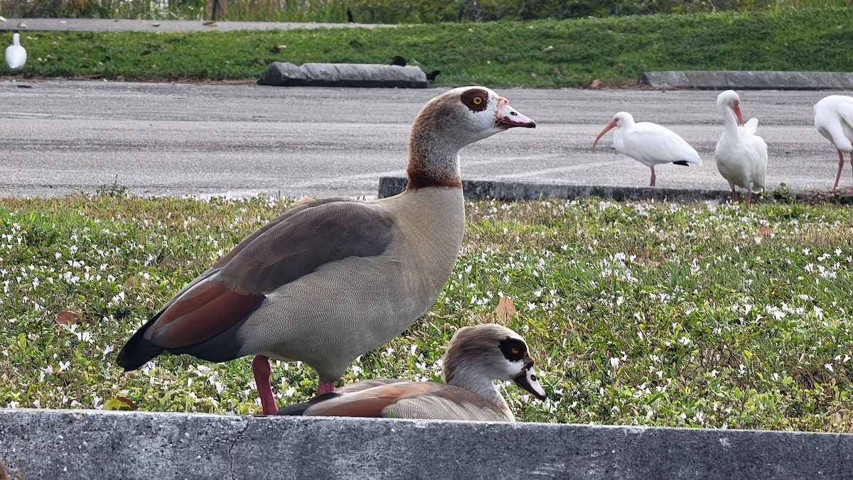 husice nilská - ML646134663