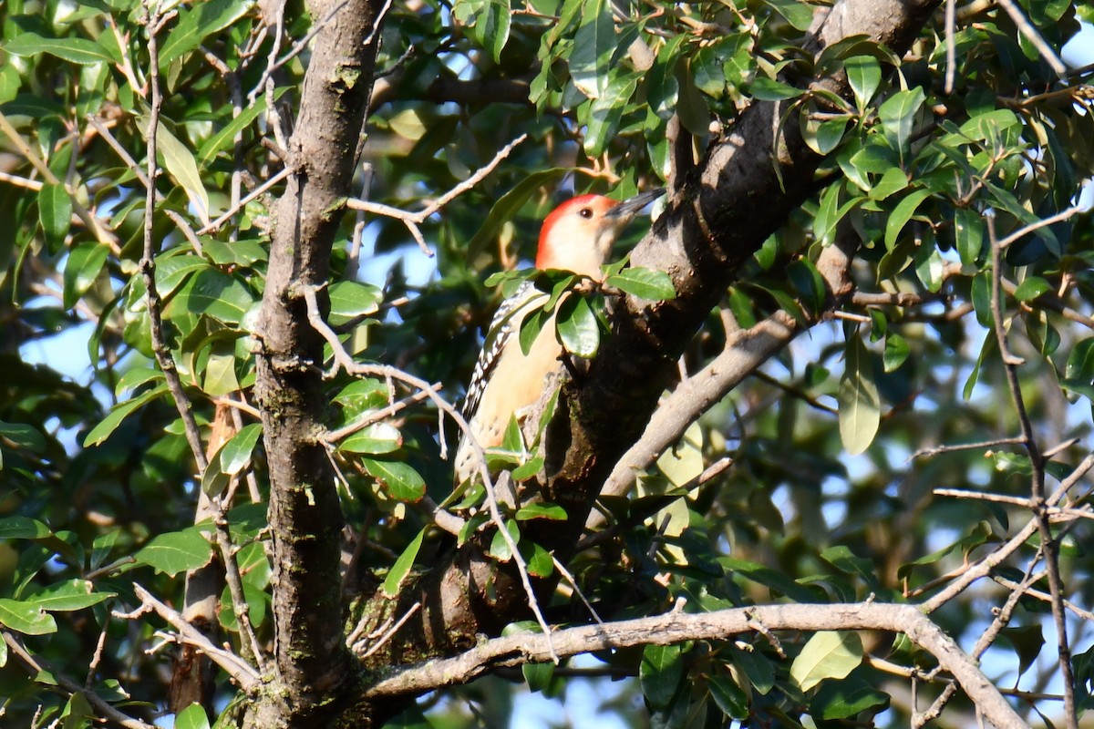 datel karolínský - ML646134664