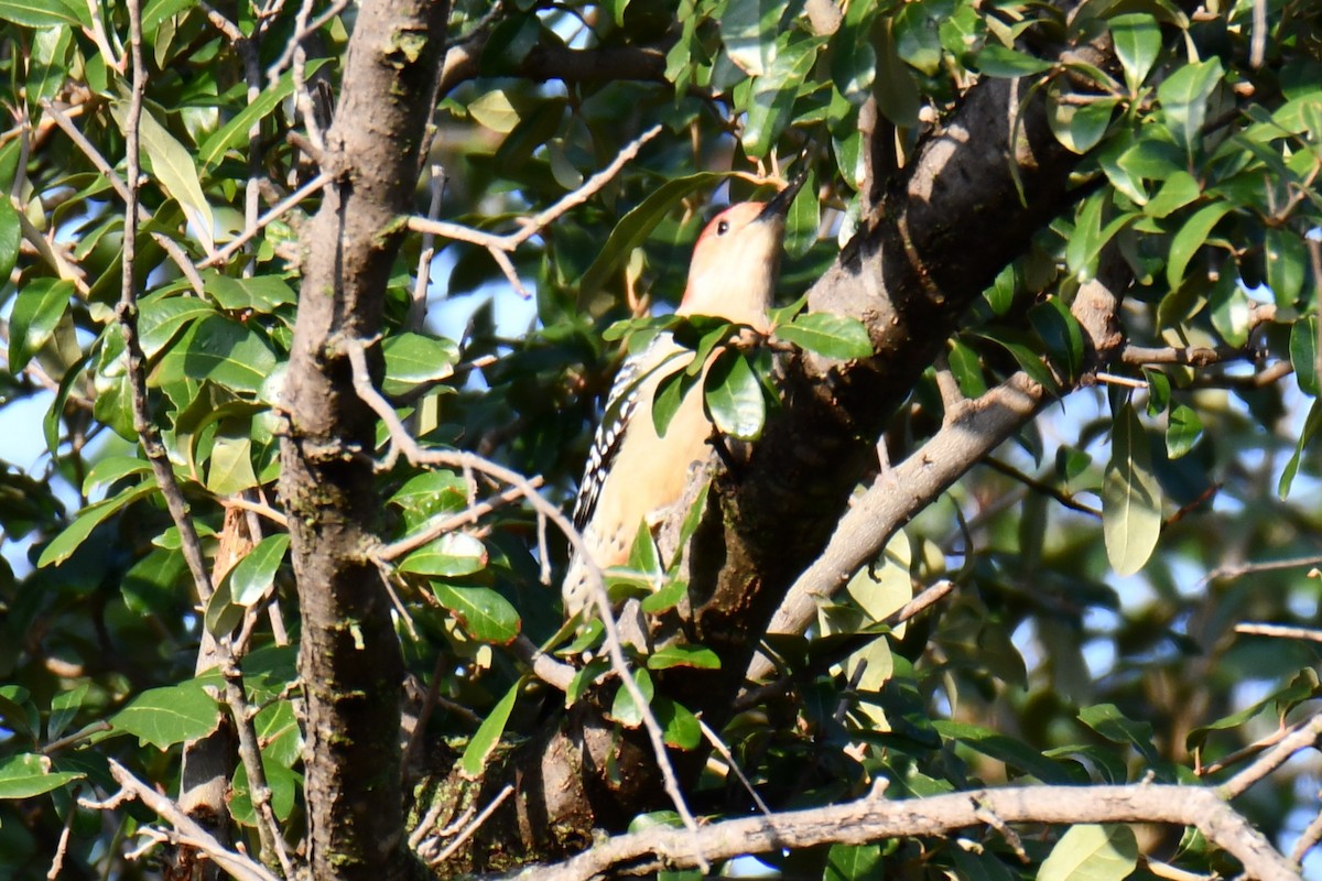 datel karolínský - ML646134665