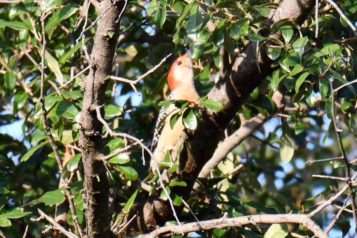 datel karolínský - ML646134666