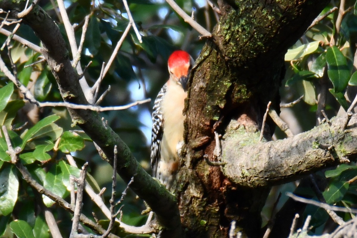 datel karolínský - ML646134667