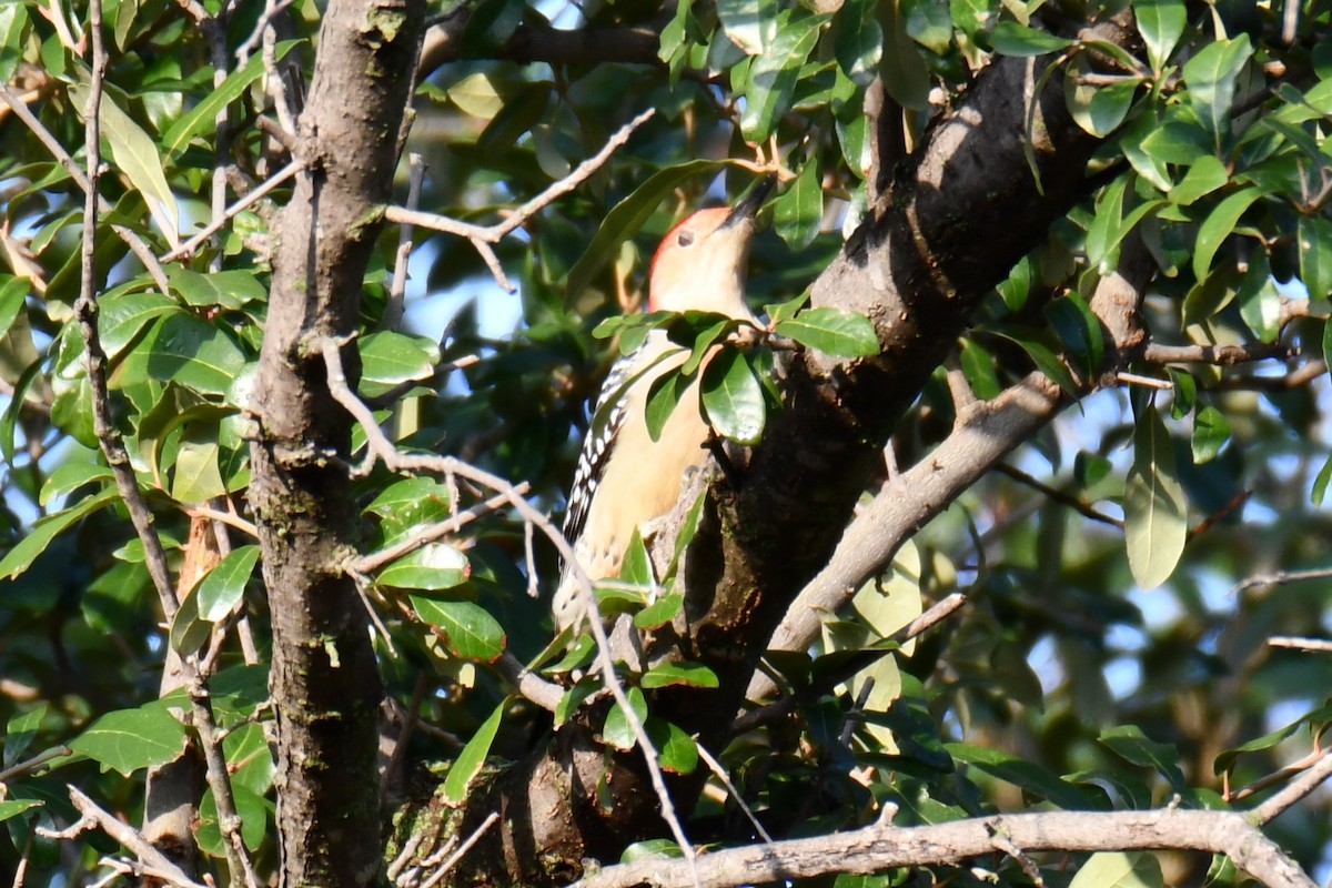 datel karolínský - ML646134668