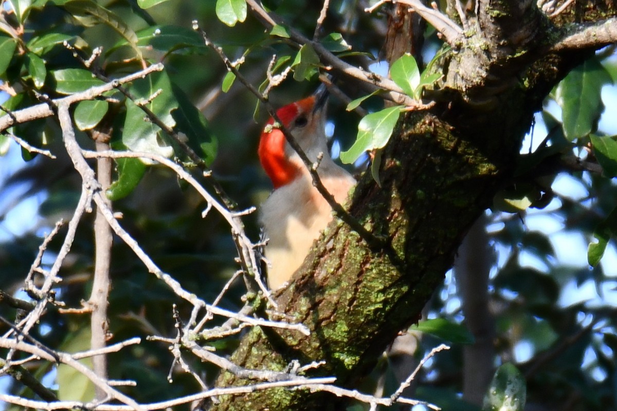 datel karolínský - ML646134669