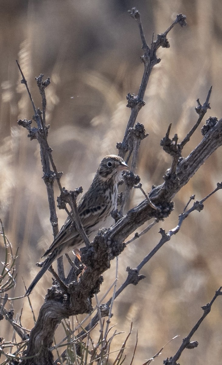 Vesper Sparrow - ML646134671