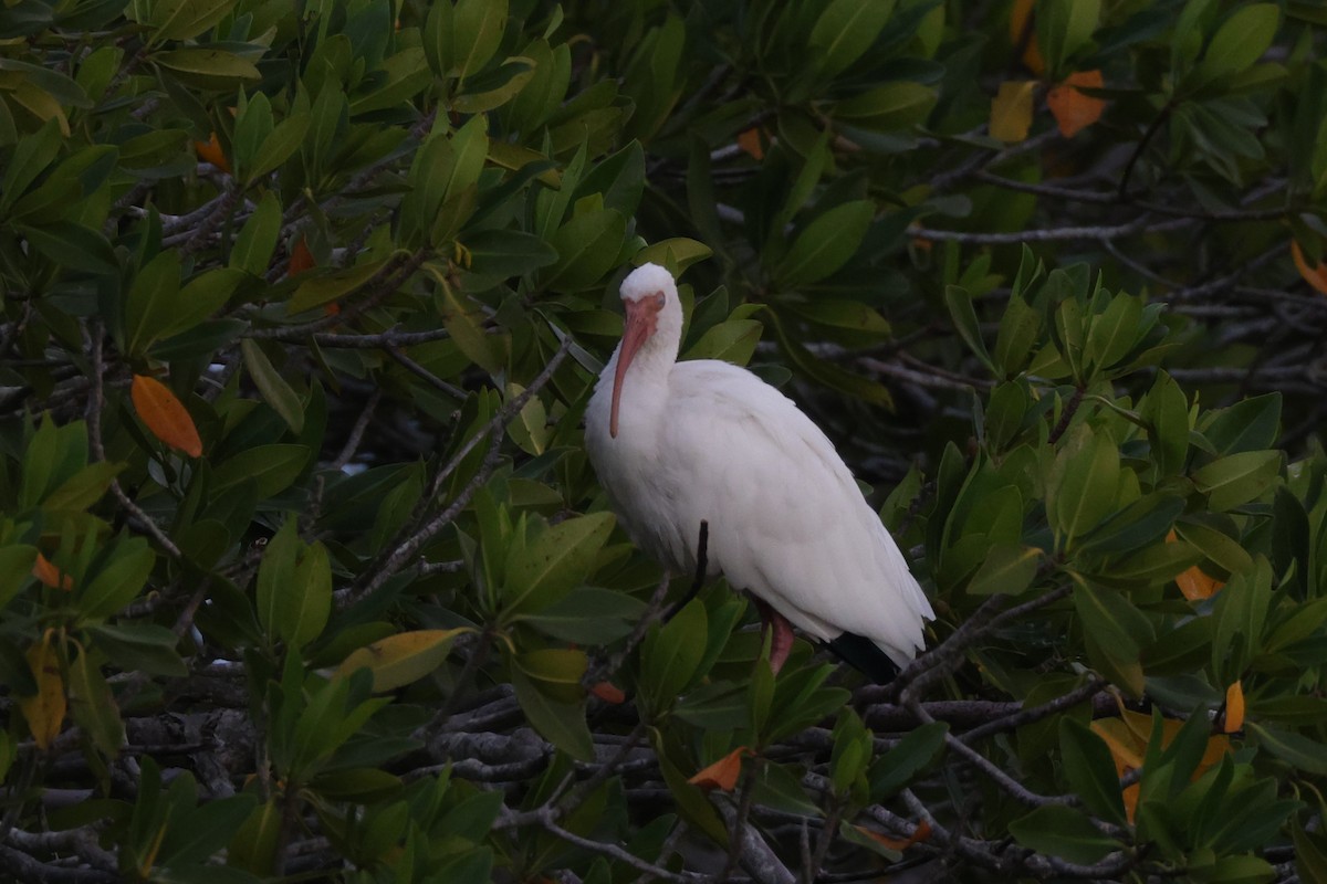 White Ibis - ML646134677