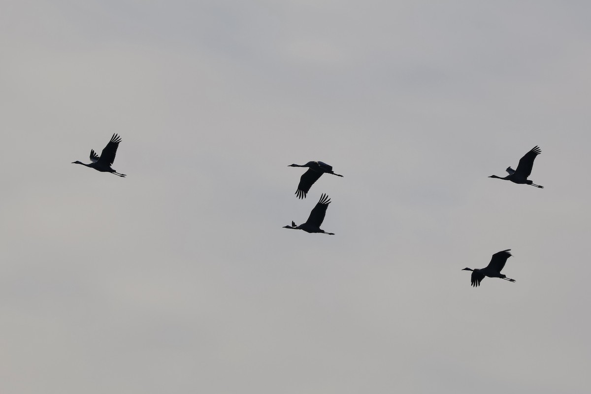 Common Crane - ML646134679