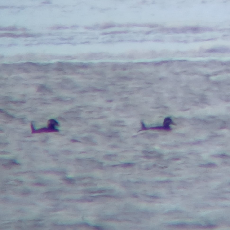 scoter sp. - ML646134682