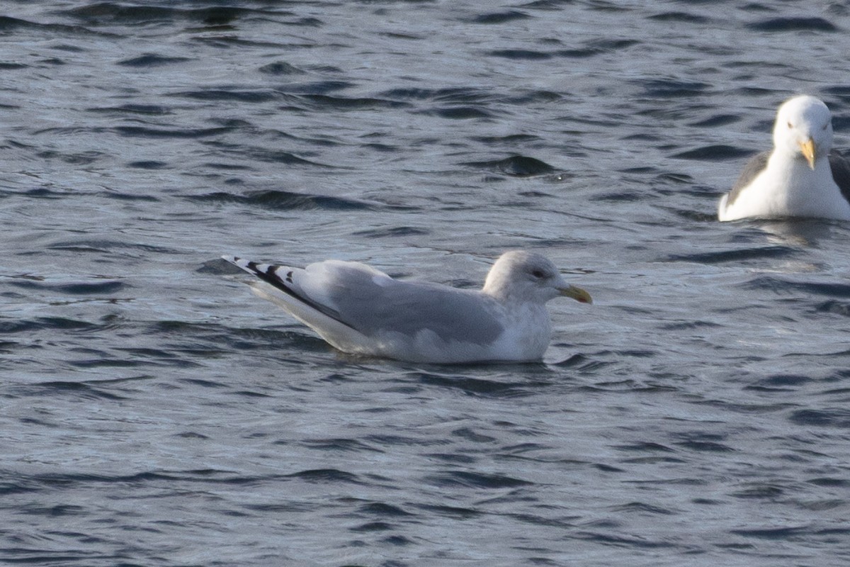 Iceland Gull - ML646134684