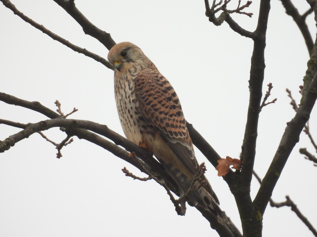 Eurasian Kestrel - ML646134687