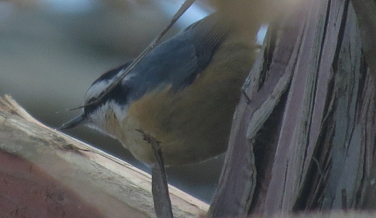 brhlík americký - ML646134694