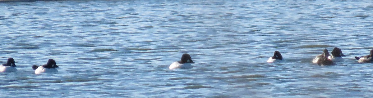 Schellente - ML646134695