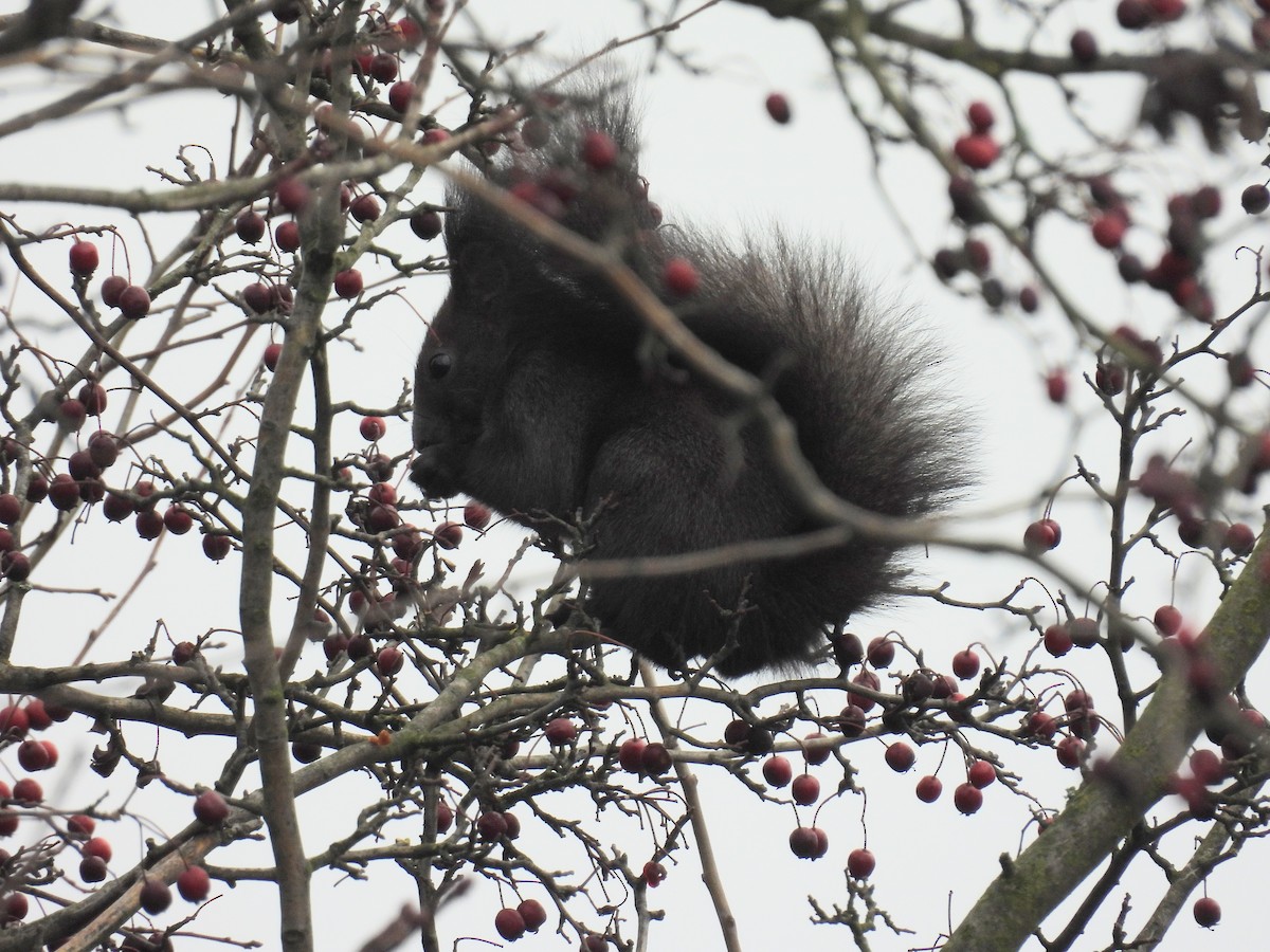 Tree Squirrels - ML646134696