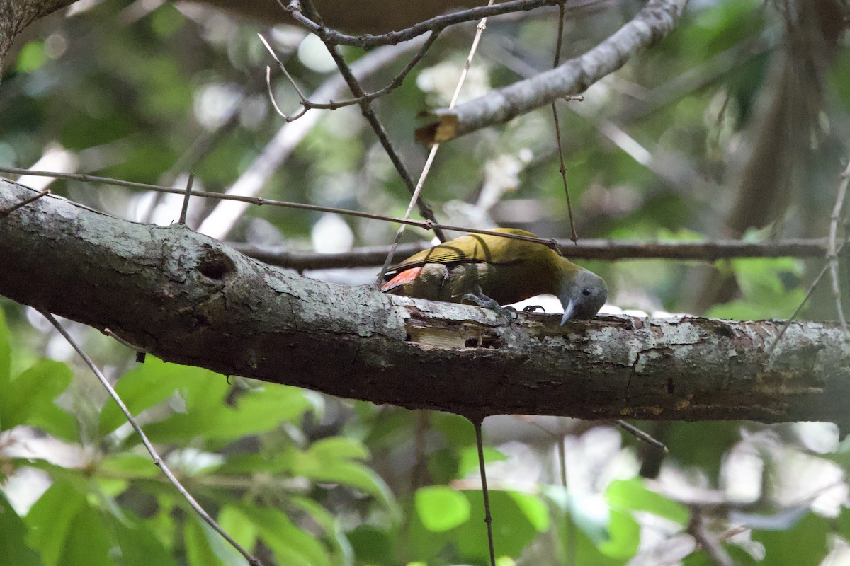 Olive Woodpecker - ML646134698