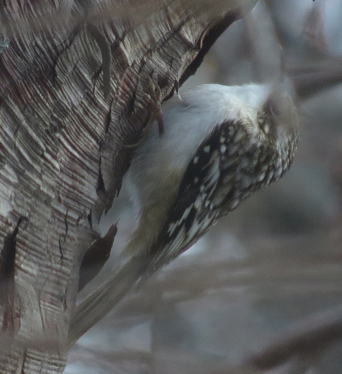 Brown Creeper - ML646134699