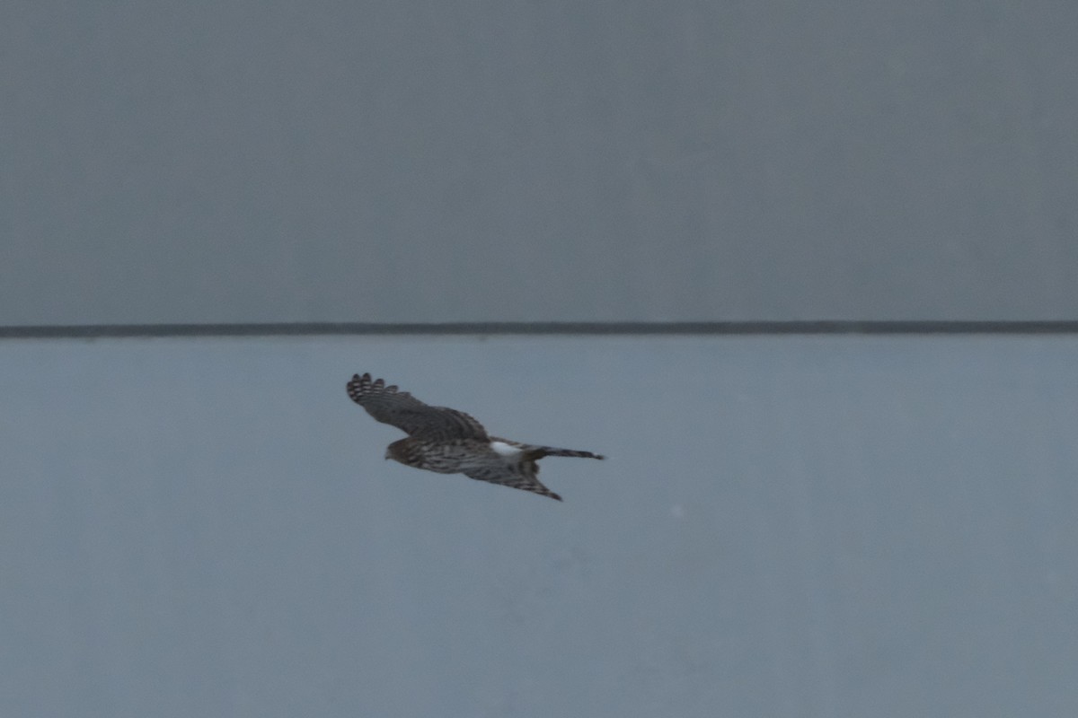 Cooper's Hawk - ML646134703