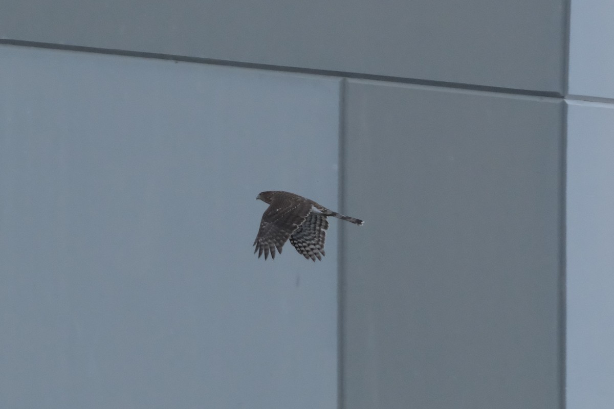 Cooper's Hawk - ML646134704