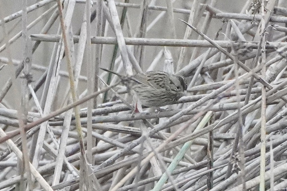 strnadec pruhohlavý - ML646134708