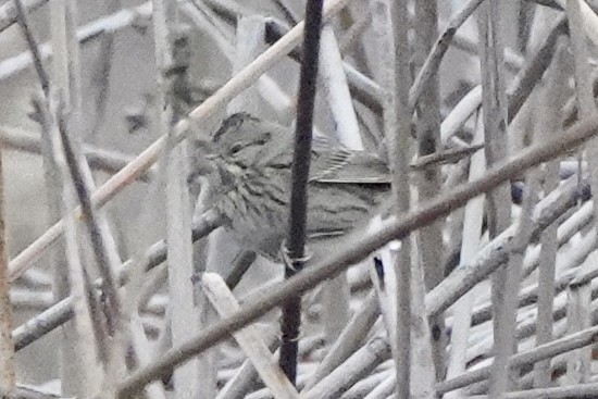 strnadec pruhohlavý - ML646134709