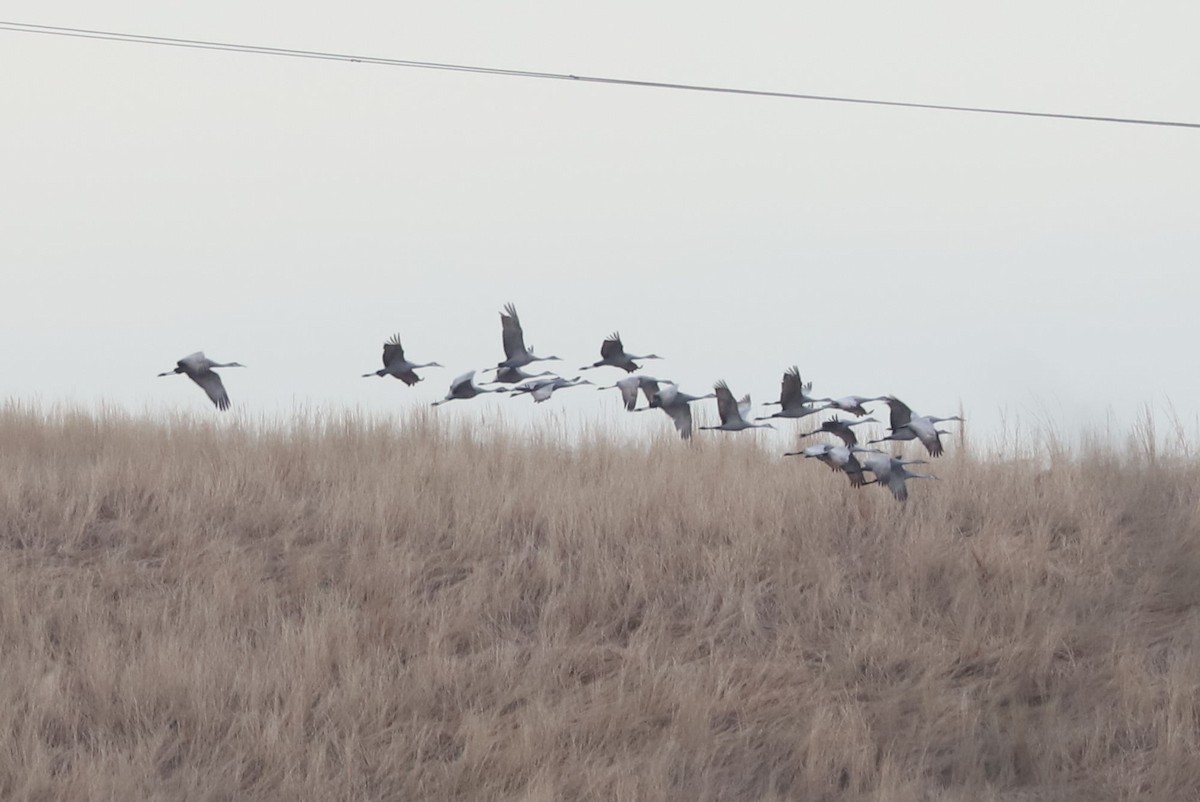 カナダヅル - ML646134728