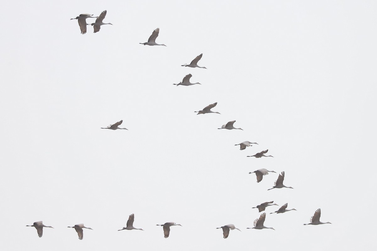 カナダヅル - ML646134729