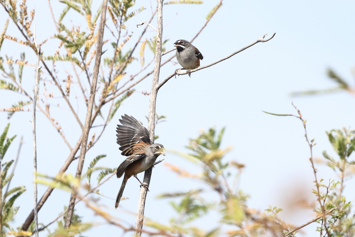 Gözlüklü Serçe - ML646134731
