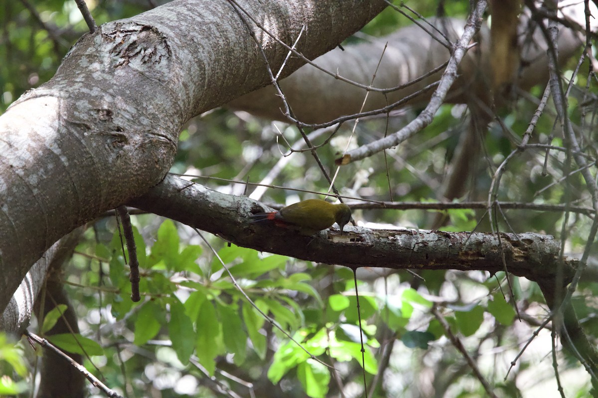 Olive Woodpecker - ML646134734