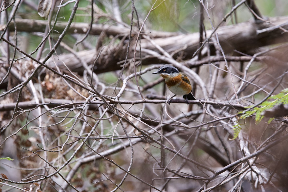 Cape Batis - ML646134746