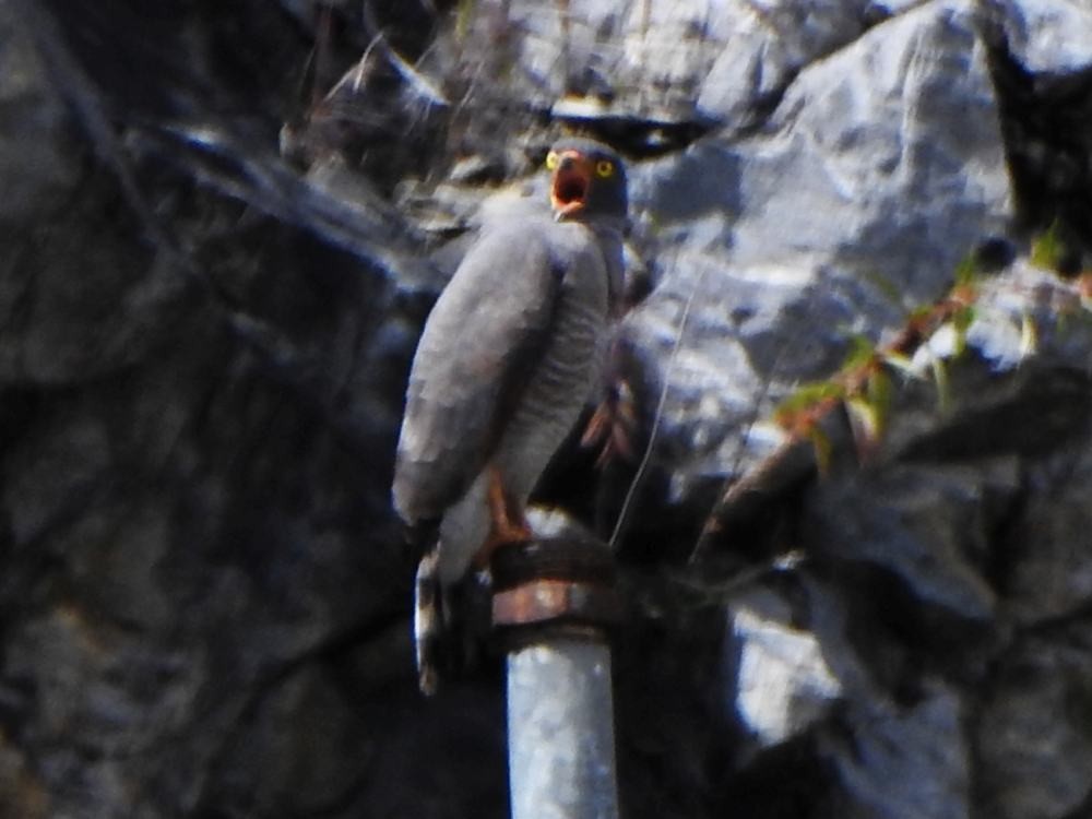 káně krahujová - ML646134751