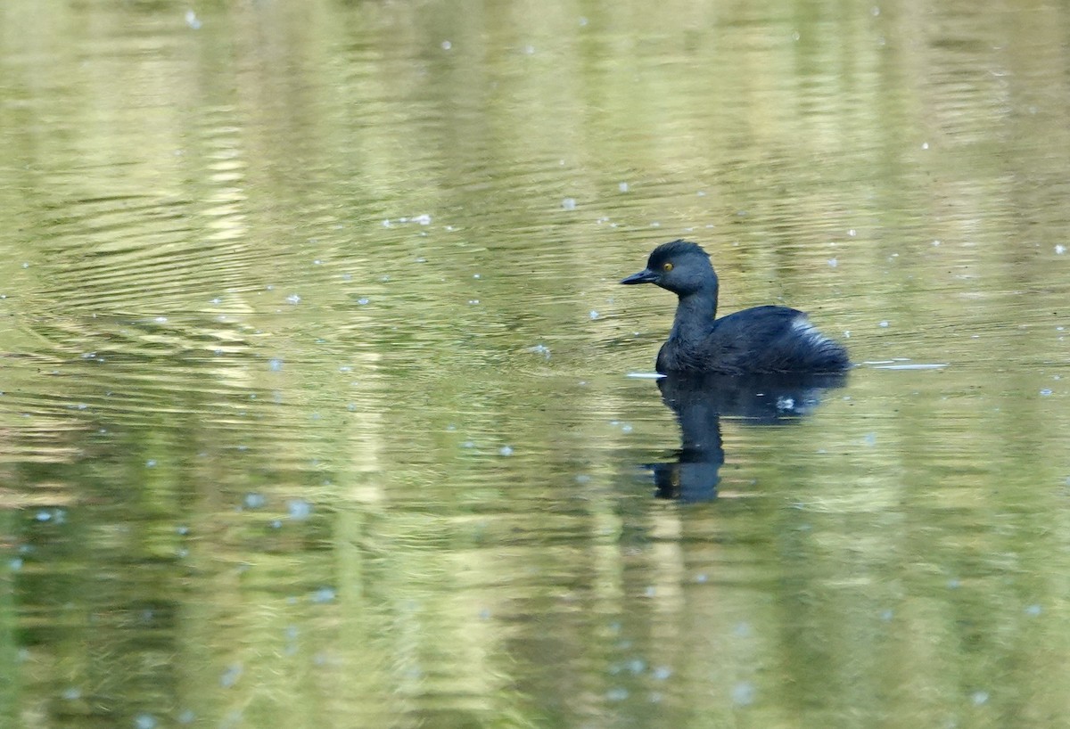 Least Grebe - ML646134752