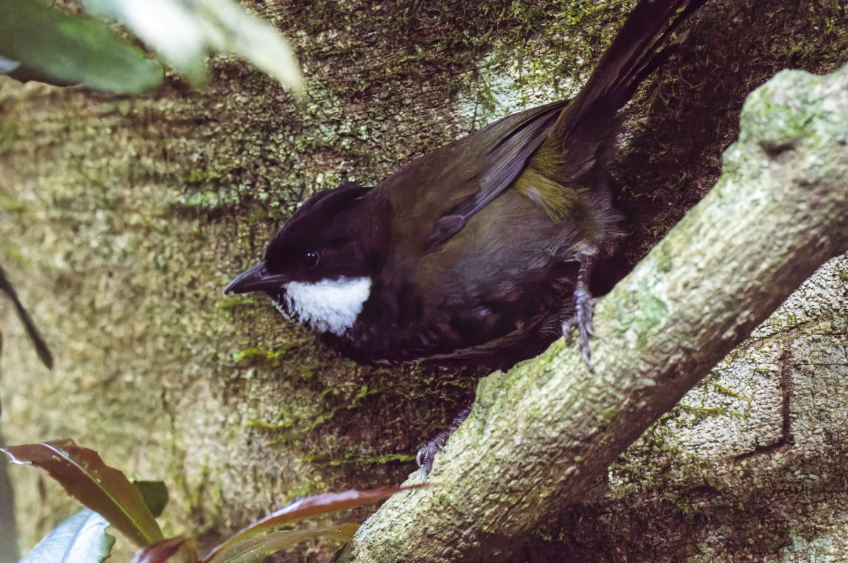 ムナグロシラヒゲドリ - ML646134753