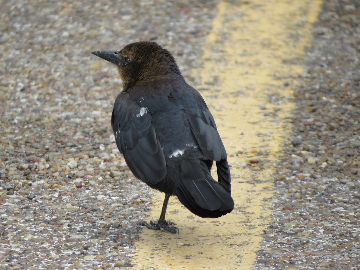 オナガクロムクドリモドキ - ML646134796