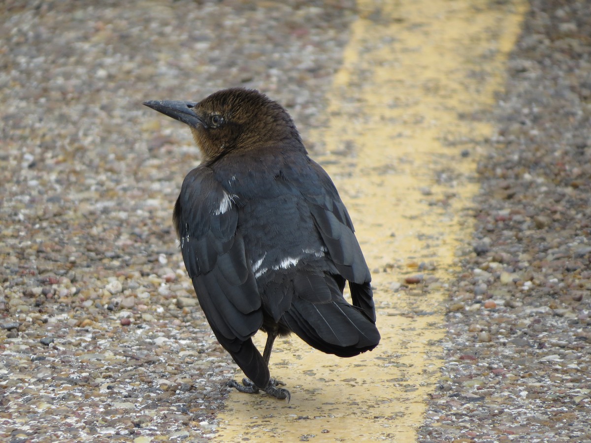 オナガクロムクドリモドキ - ML646134797