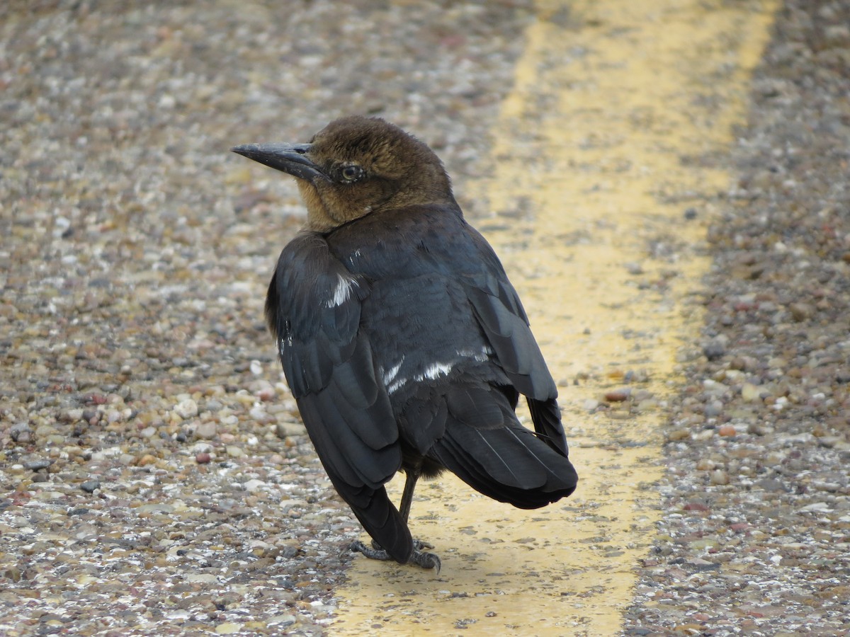 オナガクロムクドリモドキ - ML646134798