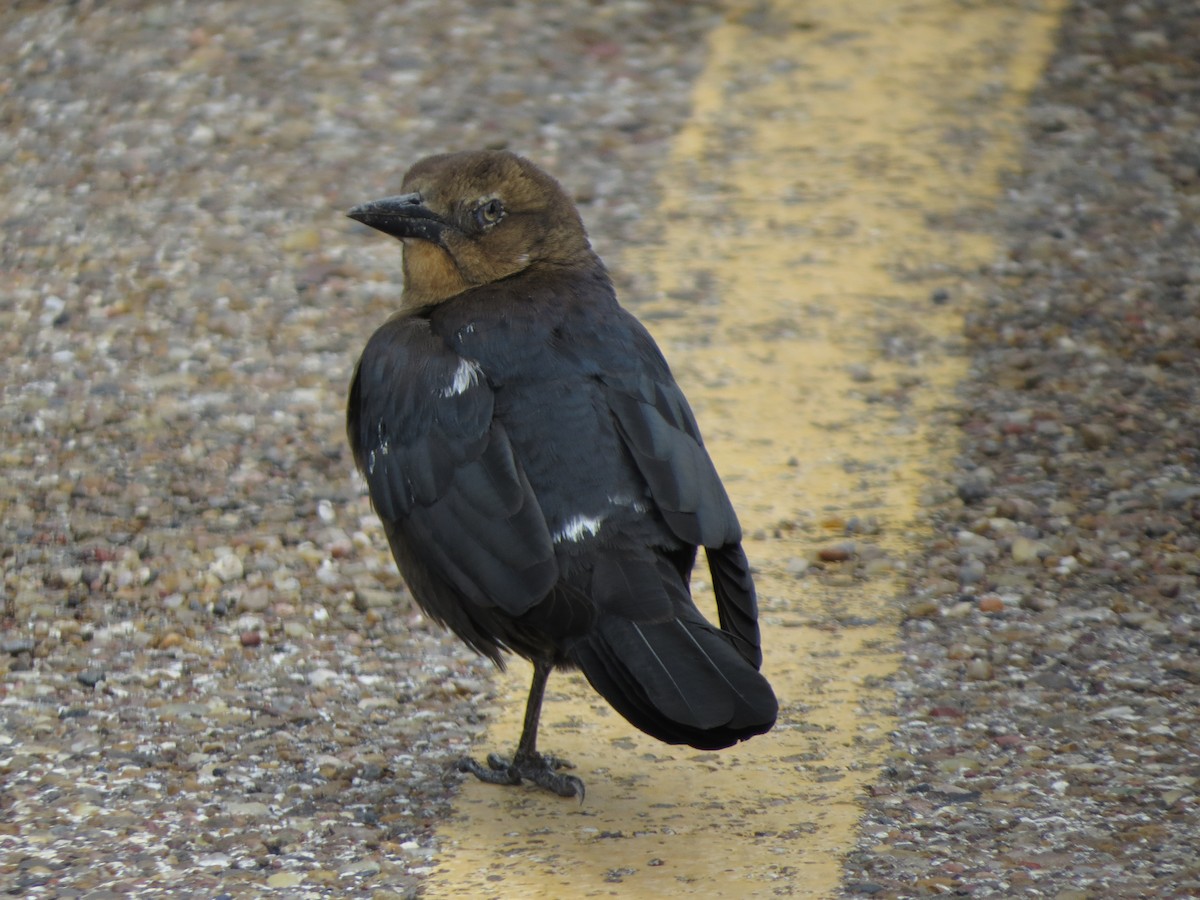 オナガクロムクドリモドキ - ML646134799