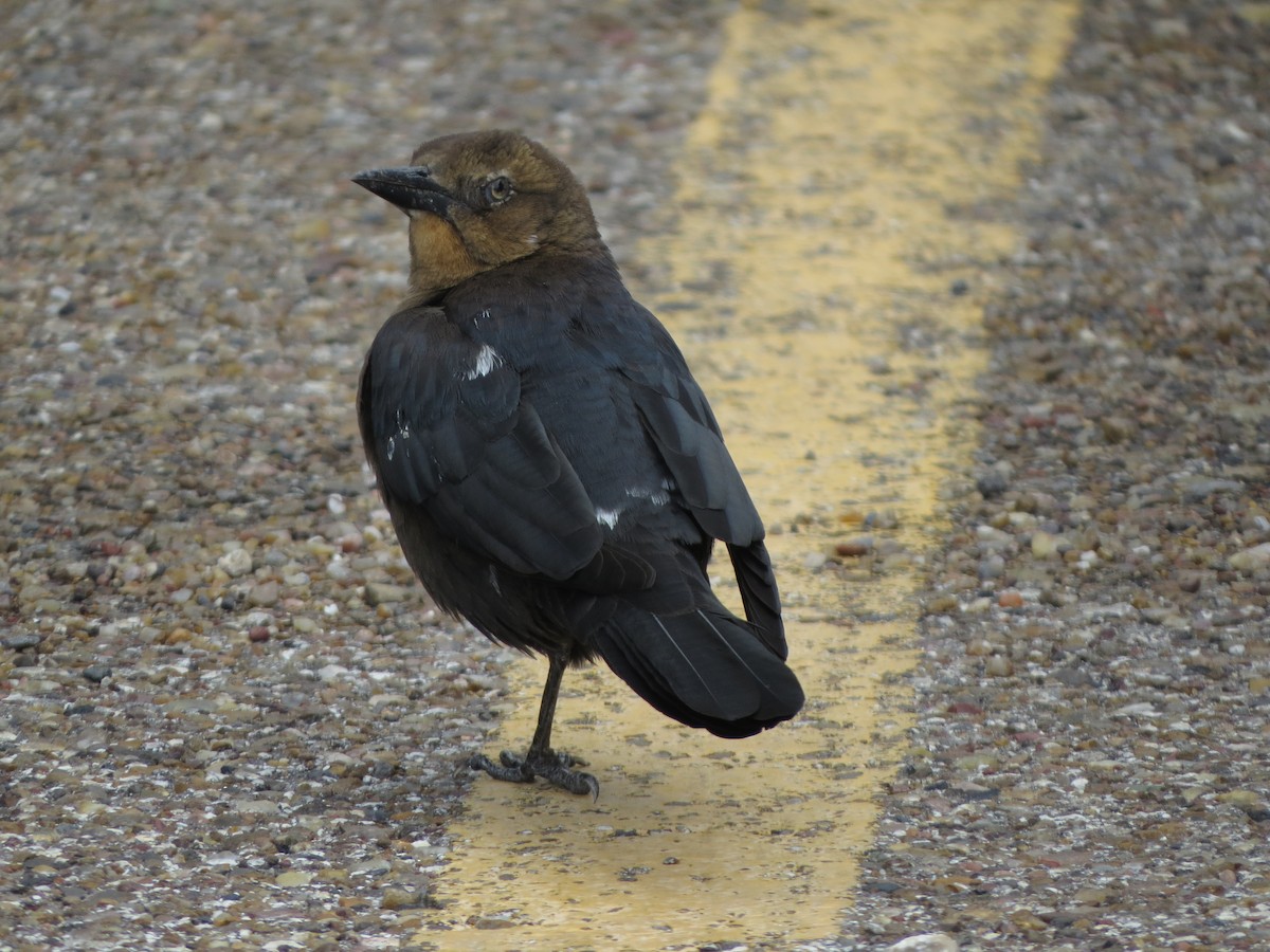 オナガクロムクドリモドキ - ML646134800