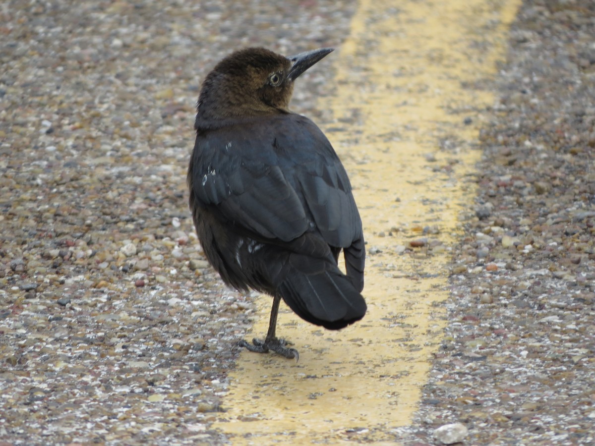 オナガクロムクドリモドキ - ML646134801