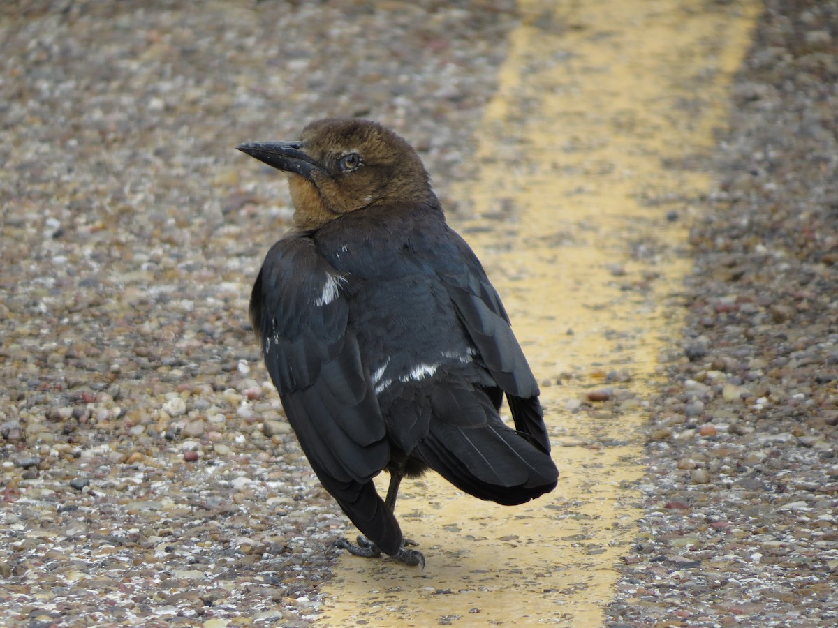 オナガクロムクドリモドキ - ML646134802