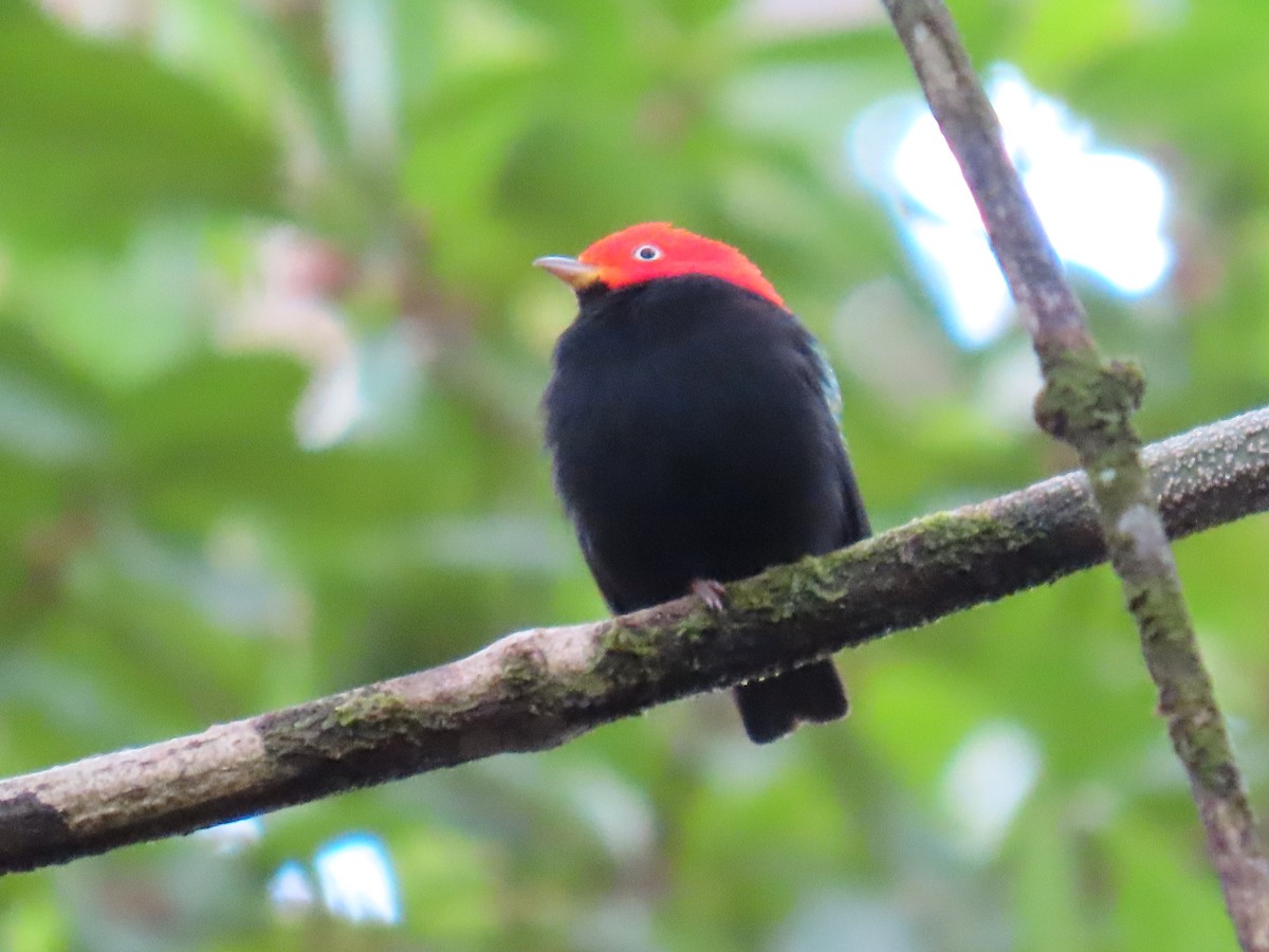 キモモマイコドリ - ML646134803