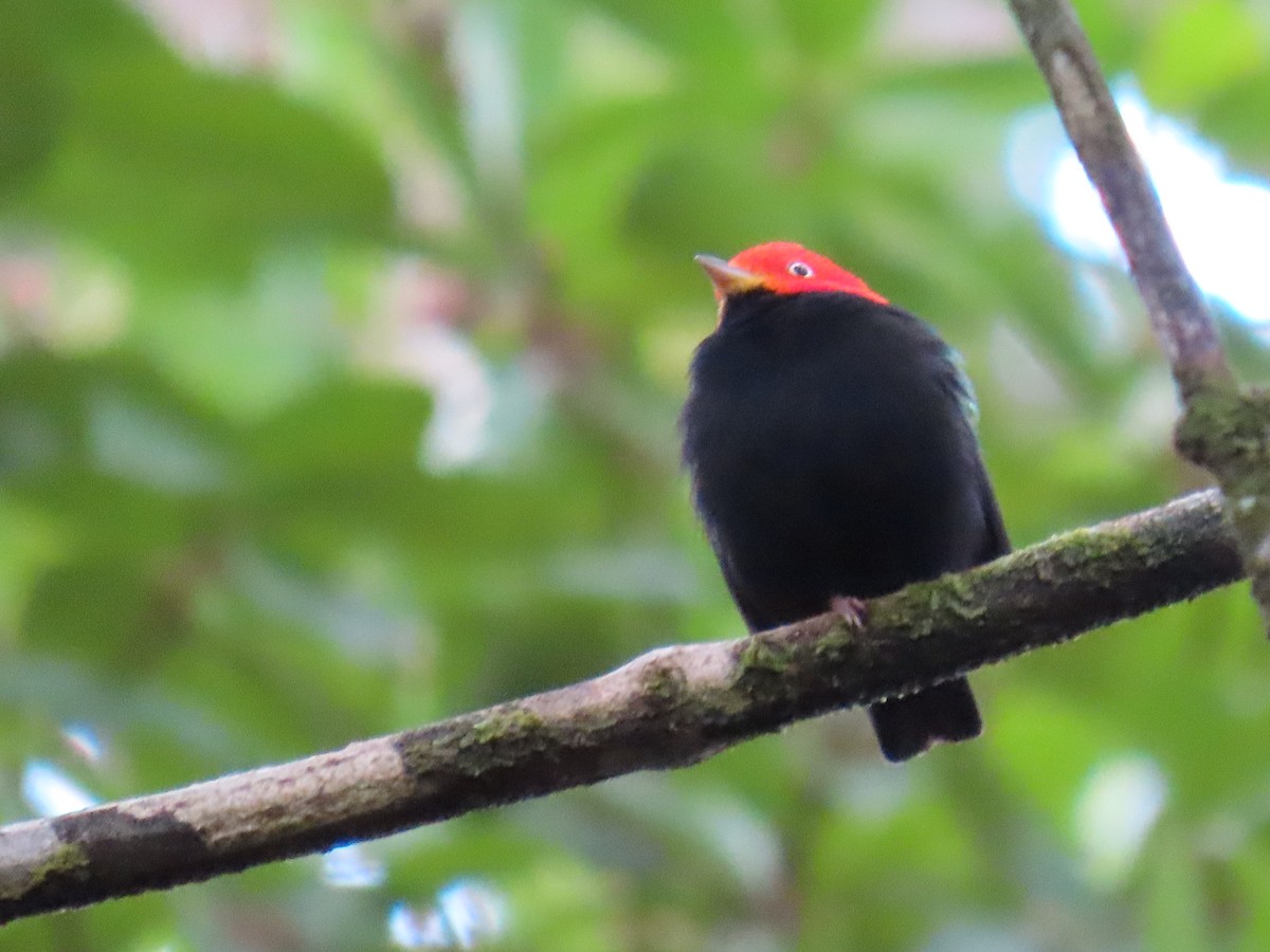 キモモマイコドリ - ML646134804