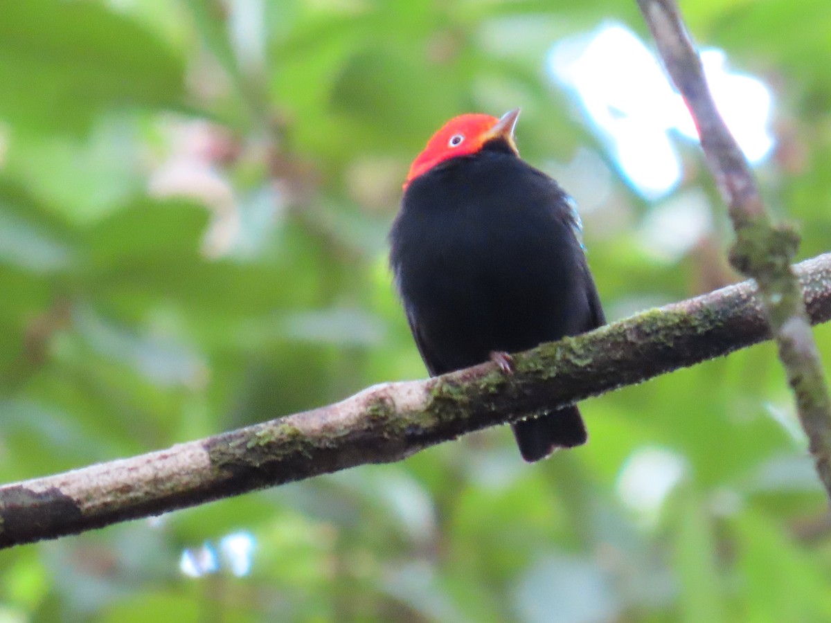 キモモマイコドリ - ML646134805