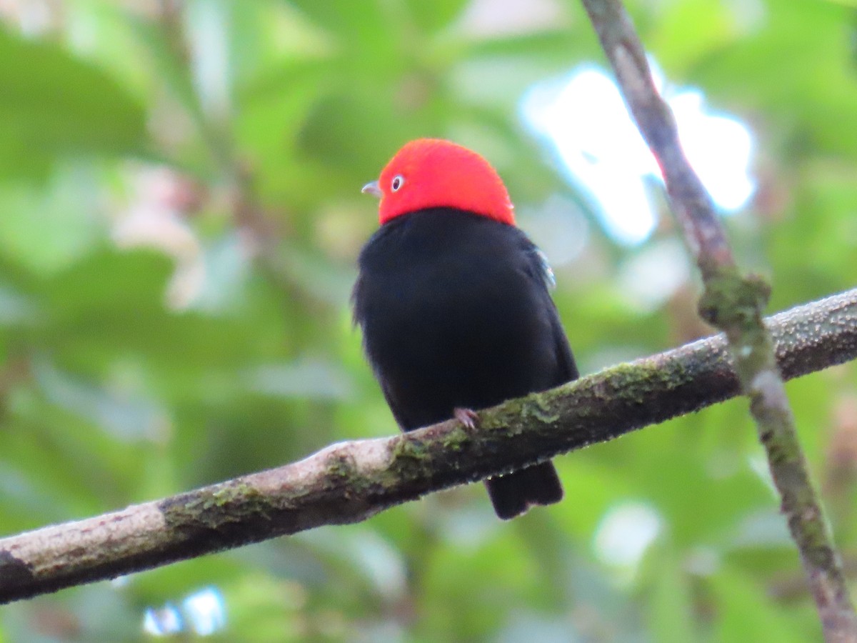 キモモマイコドリ - ML646134806